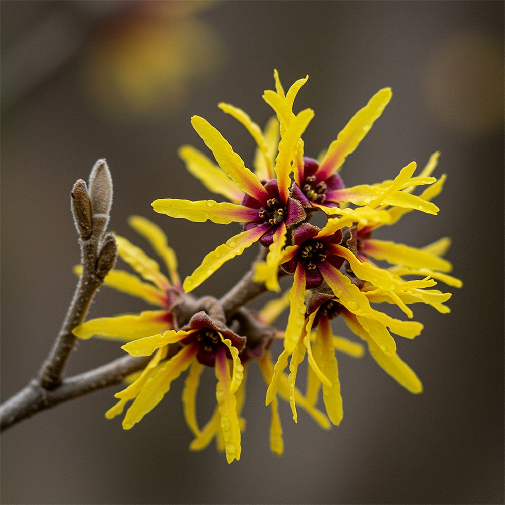 PREIMUS CUPRIX - Advanced Multi-Peptide + Copper Peptide Complex Serum